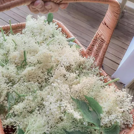 Zielonomi Bed & Breakfast Zielonowo